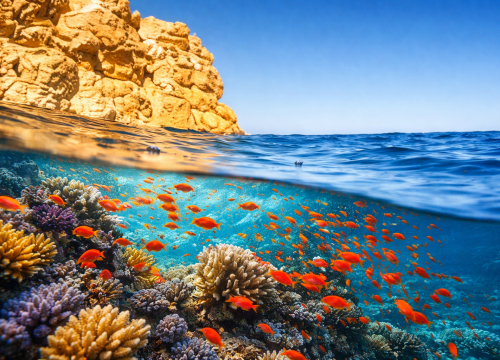 Ras Mohamed National Park by Car