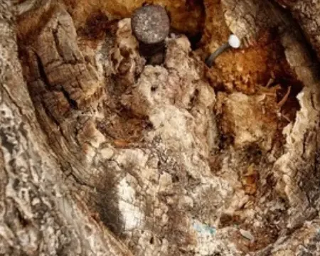 MARY’S TREE (TREE OF THE VIRGIN) 